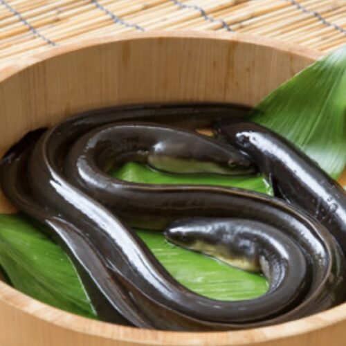うなぎ目うなぎ科うなぎ属
